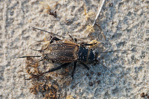Gryllus campestris (Gryllidae)  - Grillon champêtre - Field Cricket Pas-de-Calais [France] 04/06/2011 - 10m