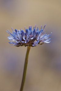 Jasione montana (Campanulaceae)  - Jasione des montagnes, Herbe à midi - Sheep's-bit Nord [France] 03/06/2011 - 10m