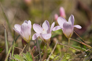 Lysimachia tenella (Primulaceae)  - Lysimaque délicate, Mouron délicat - Bog Pimpernel Pas-de-Calais [France] 04/06/2011 - 20m