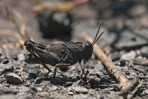 Oedipoda caerulescens (Acrididae)  - Oedipode turquoise, Criquet à ailes bleues - Blue-winged Grasshopper Nord [France] 02/06/2011 - 20m