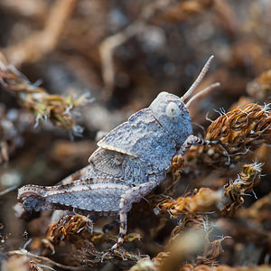 Oedipoda caerulescens (Acrididae)  - Oedipode turquoise, Criquet à ailes bleues - Blue-winged Grasshopper Pas-de-Calais [France] 04/06/2011 - 10mjuv?nile