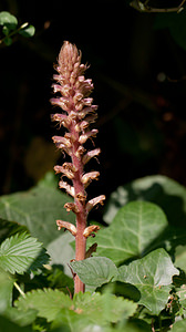 Orobanche hederae (Orobanchaceae)  - Orobanche du lierre - Ivy Broomrape Nord [France] 15/06/2011 - 40m