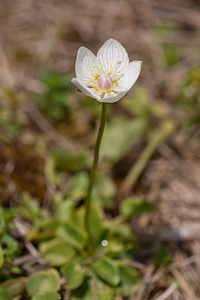 Parnassia palustris (Celastraceae)  - Parnassie des marais, Hépatique blanche - Grass-of-Parnassus Nord [France] 11/06/2011 - 10m