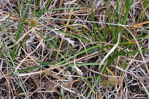 Phasianus colchicus (Phasianidae)  - Faisan de Colchide - Ring-necked Pheasant Pas-de-Calais [France] 04/06/2011 - 30m