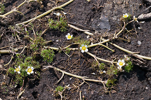 Ranunculus aquatilis (Ranunculaceae)  - Renoncule aquatique - Common Water-crowfoot Pas-de-Calais [France] 04/06/2011 - 20m