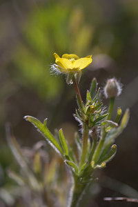 Ranunculus bulbosus (Ranunculaceae)  - Renoncule bulbeuse, Bouton-d'or bulbeux - Bulbous Buttercup Nord [France] 03/06/2011