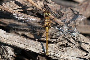 Sympetrum sanguineum (Libellulidae)  - Sympétrum sanguin, Sympétrum rouge sang - Ruddy Darter Pas-de-Calais [France] 04/06/2011 - 20m