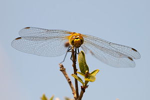 Sympetrum sanguineum (Libellulidae)  - Sympétrum sanguin, Sympétrum rouge sang - Ruddy Darter Pas-de-Calais [France] 04/06/2011 - 20m