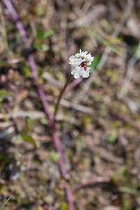 Trifolium repens (Fabaceae)  - Trèfle rampant, Trèfle blanc, Trèfle de Hollande - White Clover Nord [France] 03/06/2011 - 10m