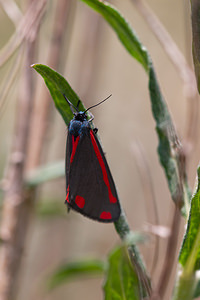 Tyria jacobaeae (Erebidae)  - Goutte-de-sang , Carmin - Cinnabar Nord [France] 11/06/2011 - 10m