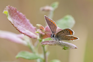 Aricia agestis (Lycaenidae)  - Collier-de-corail, Argus brun - Brown Argus Meuse [France] 30/07/2011 - 340m