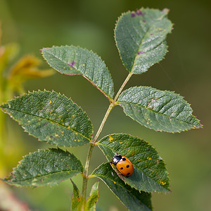 Coccinella septempunctata (Coccinellidae)  - Coccinelle à 7 points, Coccinelle, Bête à bon Dieu - Seven-spot Ladybird Ath [Belgique] 17/07/2011 - 20m