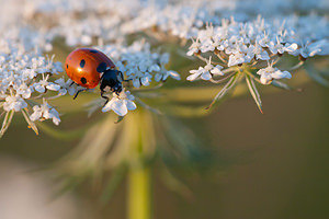 Coccinella septempunctata (Coccinellidae)  - Coccinelle à 7 points, Coccinelle, Bête à bon Dieu - Seven-spot Ladybird Vosges [France] 31/07/2011 - 380m