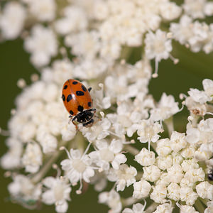 Hippodamia variegata (Coccinellidae)  - Coccinelle des friches - Adonis' Ladybird Meuse [France] 30/07/2011 - 340m