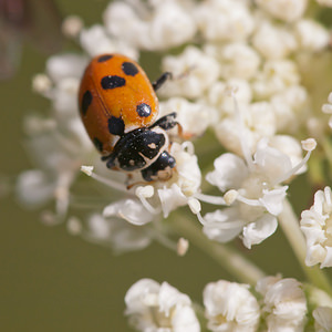 Hippodamia variegata (Coccinellidae)  - Coccinelle des friches - Adonis' Ladybird Meuse [France] 30/07/2011 - 340m