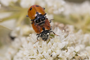 Hippodamia variegata (Coccinellidae)  - Coccinelle des friches - Adonis' Ladybird Meuse [France] 30/07/2011 - 340m