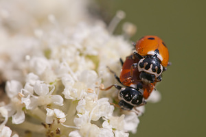 Hippodamia variegata (Coccinellidae)  - Coccinelle des friches - Adonis' Ladybird Meuse [France] 30/07/2011 - 340m