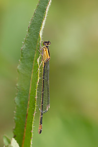 Ischnura elegans (Coenagrionidae)  - Agrion élégant - Blue-tailed Damselfly Ath [Belgique] 17/07/2011 - 20m