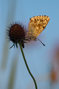 Lysandra coridon (Lycaenidae)  - Argus bleu-nacré - Chalk-hill Blue Vosges [France] 31/07/2011 - 380m