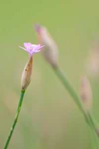 Petrorhagia prolifera (Caryophyllaceae)  - Pétrorhagie prolifère, oeillet prolifère - Proliferous Pink Vosges [France] 31/07/2011 - 370m