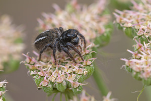 Philaeus chrysops (Salticidae)  - Saltique sanguinolent Meuse [France] 30/07/2011 - 340m