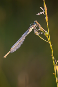 Platycnemis pennipes (Platycnemididae)  - Agrion à larges pattes, Pennipatte bleuâtre - White-legged Damselfly, Blue featherleg Meuse [France] 30/07/2011 - 340m