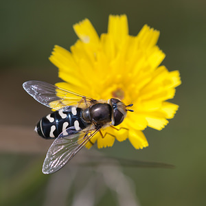 Scaeva pyrastri (Syrphidae)  - Syrphe du poirier, Syrphe pyrastre Ath [Belgique] 17/07/2011 - 20m