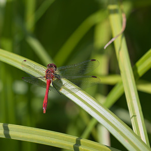 Sympetrum sanguineum (Libellulidae)  - Sympétrum sanguin, Sympétrum rouge sang - Ruddy Darter Ath [Belgique] 17/07/2011 - 20m