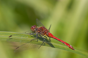 Sympetrum sanguineum (Libellulidae)  - Sympétrum sanguin, Sympétrum rouge sang - Ruddy Darter Ath [Belgique] 17/07/2011 - 20m