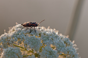 Tropidothorax leucopterus (Lygaeidae)  - Punaise de lAsclépiade Meuse [France] 30/07/2011 - 340m