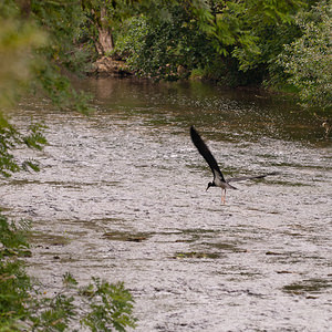 Ciconia nigra (Ciconiidae)  - Cigogne noire - Black Stork Meuse [France] 03/08/2011 - 310m