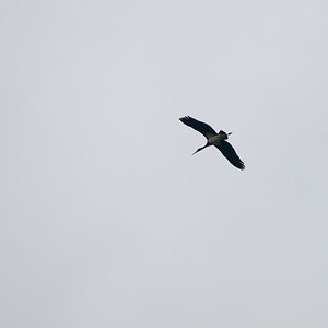 Ciconia nigra (Ciconiidae)  - Cigogne noire - Black Stork Meuse [France] 03/08/2011 - 310m