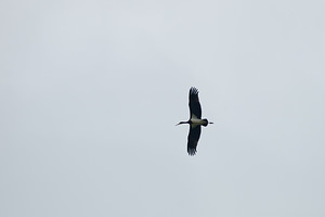 Ciconia nigra (Ciconiidae)  - Cigogne noire - Black Stork Meuse [France] 03/08/2011 - 310m