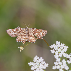 Ematurga atomaria (Geometridae)  - Phalène picotée - Common Heath Vosges [France] 01/08/2011 - 380m