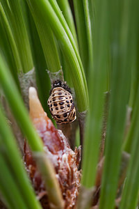 Harmonia quadripunctata (Coccinellidae)  - Coccinelle à quatre points - Four-spot Ladybird [Harmonia quadripunctata] Meuse [France] 06/08/2011 - 340m