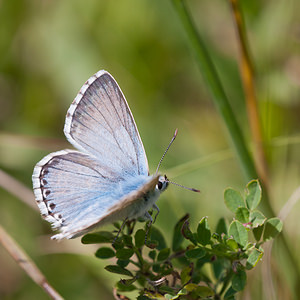 Lysandra coridon (Lycaenidae)  - Argus bleu-nacré - Chalk-hill Blue Vosges [France] 01/08/2011 - 380m