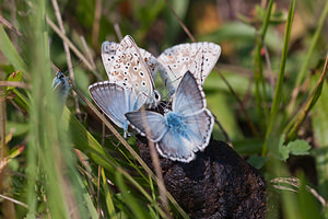 Lysandra coridon (Lycaenidae)  - Argus bleu-nacré - Chalk-hill Blue Vosges [France] 01/08/2011 - 370m