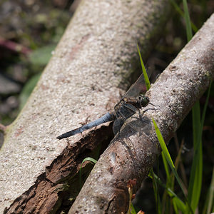 Orthetrum cancellatum (Libellulidae)  - Orthétrum réticulé - Black-tailed Skimmer Nord [France] 27/08/2011 - 20m