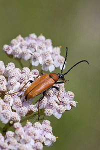 Stictoleptura rubra (Cerambycidae)  - Lepture cardinale (femelle), Lepture papale (mÃ¢le), Lepture rouge Vosges [France] 01/08/2011 - 380mfemelle (elytres et pronotum rouge)