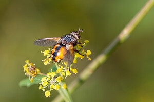 Tachina fera (Tachinidae)  Nord [France] 27/08/2011 - 20m