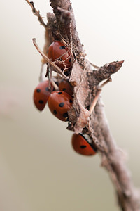 Coccinella septempunctata (Coccinellidae)  - Coccinelle à 7 points, Coccinelle, Bête à bon Dieu - Seven-spot Ladybird Meuse [France] 15/09/2011 - 340m