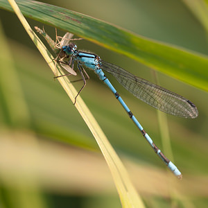 Enallagma cyathigerum (Coenagrionidae)  - Agrion porte-coupe - Common Blue Damselfly Nord [France] 16/09/2011 - 180m