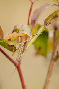 Mantis religiosa (Mantidae)  - Mante religieuse - Praying Mantis Marne [France] 14/09/2011 - 160m