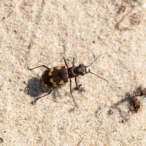 Cicindela hybrida (Carabidae)  - Cicindèle hybride - Northern Dune Tiger Beetle Pas-de-Calais [France] 01/10/2011 - 30m