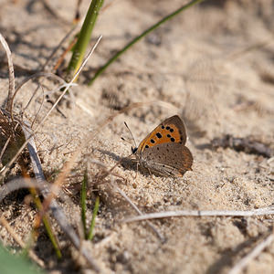 Lycaena phlaeas (Lycaenidae)  - Cuivré commun, Argus bronzé, Bronzé - Small Copper Pas-de-Calais [France] 01/10/2011 - 30m