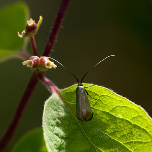 Adela reaumurella (Adelidae)  - Adèle verdoyante Cote-d'Or [France] 10/05/2012 - 470m