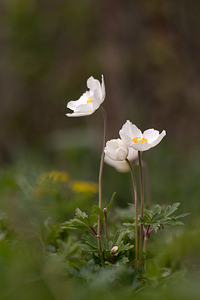 Anemone sylvestris (Ranunculaceae)  - Anémone sylvestre, Anémone sauvage - Snowdrop Anemone Marne [France] 03/05/2012 - 80m