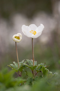 Anemone sylvestris (Ranunculaceae)  - Anémone sylvestre, Anémone sauvage - Snowdrop Anemone Marne [France] 03/05/2012 - 80m