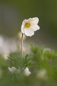 Anemone sylvestris (Ranunculaceae)  - Anémone sylvestre, Anémone sauvage - Snowdrop Anemone Marne [France] 03/05/2012 - 80m