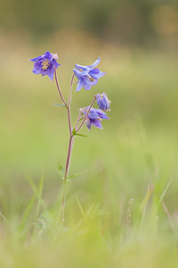 Aquilegia vulgaris (Ranunculaceae)  - Ancolie commune, Ancolie vulgaire, Clochette - Columbine Drome [France] 18/05/2012 - 920m